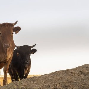 Sedekah Korban 1442H/2021M